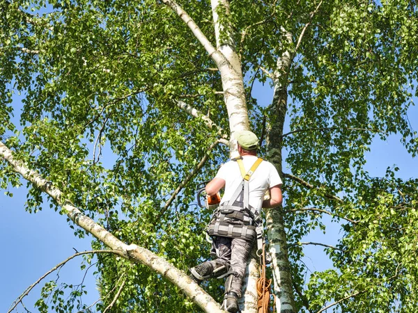 Aparador de árvore macho maduro alto em bétula, a 30 metros do solo, cortando ramos com motosserra alimentada a gás e anexado com chapelaria para um trabalho seguro — Fotografia de Stock