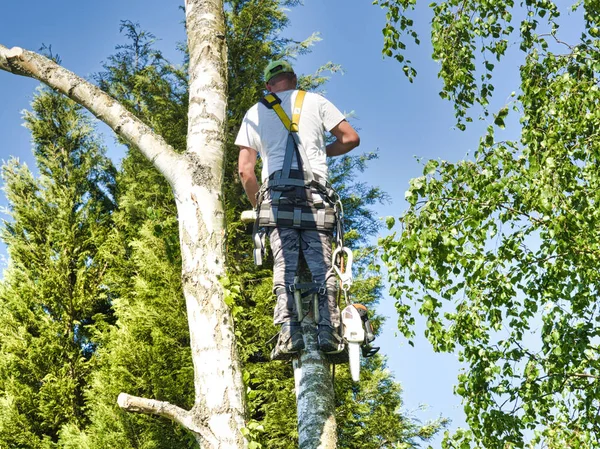 Ώριμη αρσενικό χλοοτάπητα δέντρο υψηλή σε δέντρο σημύδας, 30 μέτρα από το έδαφος, κοπή υποκαταστήματα με αέριο τροφοδοτούμενο αλυσοπρίονο και επισυνάπτεται με καλύμματα κεφαλής για ασφαλή εργασία — Φωτογραφία Αρχείου