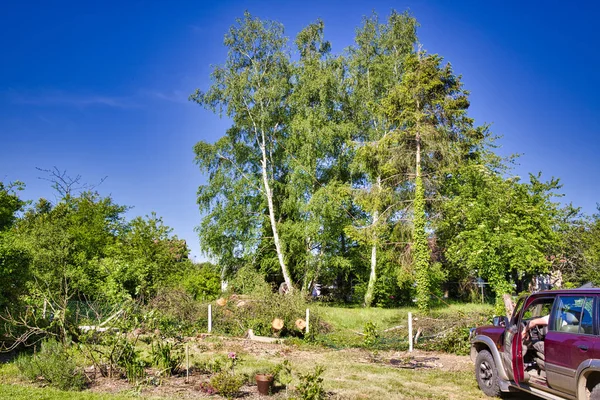 Een boom bevestigd door touw aan rode auto naar falli op goede plek in het bos terwijl worden gesneden met een kettingzaag — Stockfoto