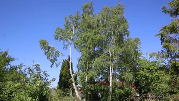 Árbol Tormenta Cayendo Durante Una Tormenta Viento Justo Frente Cámara — Vídeo de stock