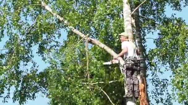 나무에서 성숙한 트리머 땅에서 톱으로 가지를 절단하고 안전한 작업을위한 기어로 — 비디오
