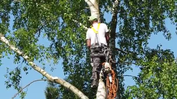 成熟的雄树修剪器高在白杨树 30米从地面 切割树枝与气体动力链锯和附加与头饰安全工作 — 图库视频影像