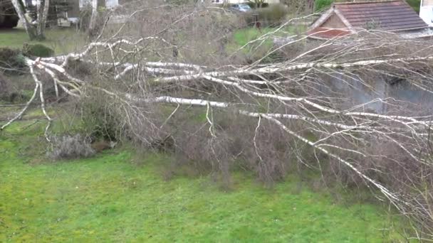 Faldende Storm Birk Træ Efter Blæsende Storm Haven – Stock-video