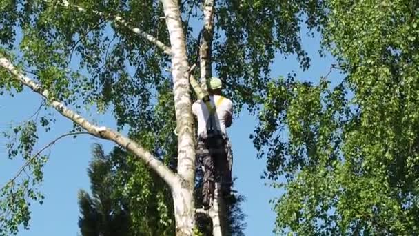 Зрілий Тример Чоловічого Дерева Високо Березовому Дереві Метрів Від Землі — стокове відео