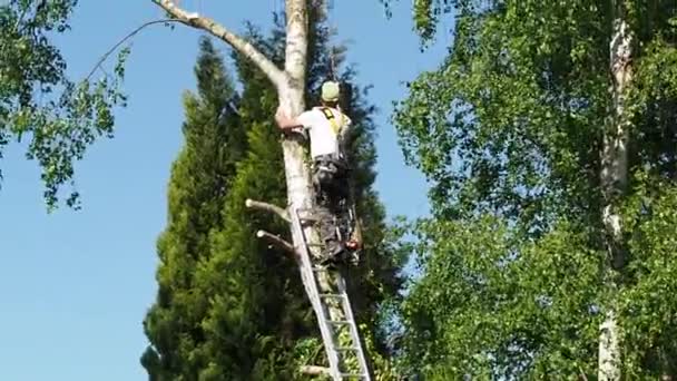 白樺の木の高い成熟した男性の木のトリマー 地面から30メートル ガス動力のチェーンソーで枝を切断し 安全な仕事のためのヘッドギアで取り付け — ストック動画