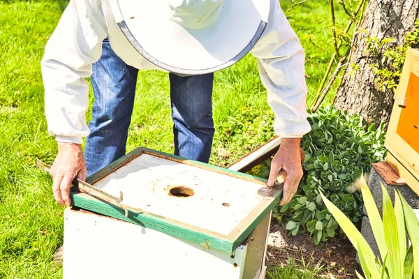 꿀벌 벌집은 작업자 꿀벌을 진정시키고 열린 벌집에서 멀리 이동하도록 격려하기 위해 훈제되고, 기생충에 대한 벌집을 검사. — 스톡 사진