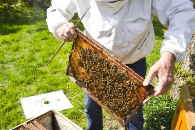 Arıcı elleri koruyucu iş elbisesi içinde arı dolu bir petek tutan apiary de petek çerçeve inspecting