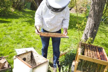 Arıcı, arı kolonisindeki kontrol durumu ve ahşap çerçeveli bal peteği üzerinde bir sürü aktivite arıyor..