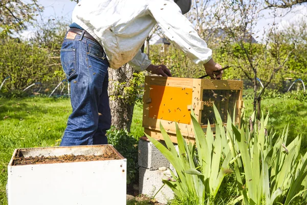 Μελισσοκόμος στο μελισσοκομείο. Ο μελισσοκόμος δουλεύει με μέλισσες και μελίσσια στο μελισσοκομείο.. — Φωτογραφία Αρχείου