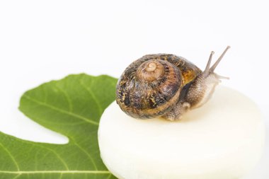 Salyangoz Slime ile yapılan kozmetik. Çok sağlıklı ve organik ürünler.