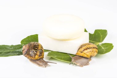 Salyangoz Slime ile yapılan kozmetik. Çok sağlıklı ve organik ürünler.