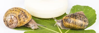 Salyangoz Slime ile yapılan kozmetik. Çok sağlıklı ve organik ürünler.