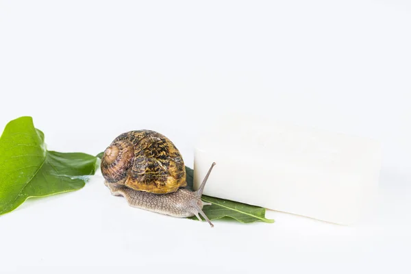 Cosmetics made with snail slime. Very healthy and organic products. — Stock Photo, Image