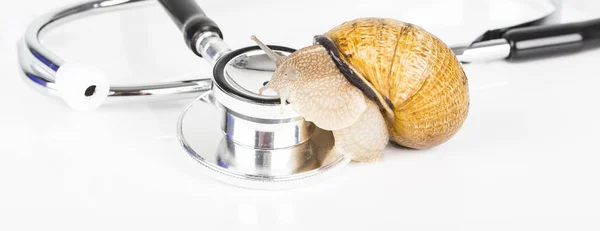 大棕色蜗牛活着走在听诊器的白色背景 — 图库照片
