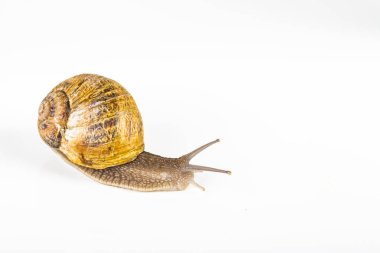 beyaz zemin üzerinde kahverengi salyangoz