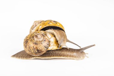 Üreme zamanında iki büyük kahverengi salyangozlar