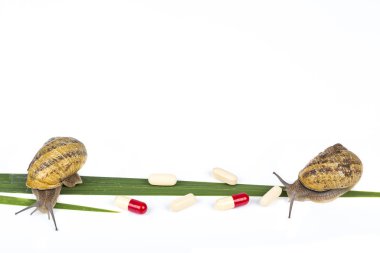 Beyaz arka planda yeşil doğal yaprak hapları ile canlı büyük kahverengi salyangoz