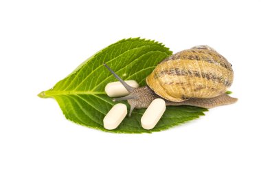 Beyaz arka planda yeşil yaprak hapları ile canlı büyük kahverengi salyangoz