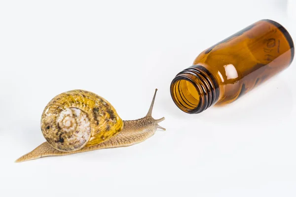 Cosmetics made with snail slime. Very healthy and organic products — Stock Photo, Image