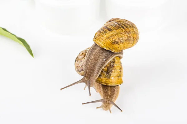 Cosméticos feitos com lodo de caracol. Produtos muito saudáveis e biológicos — Fotografia de Stock