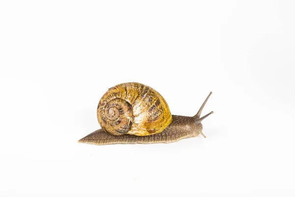 Caracol marrom no fundo branco — Fotografia de Stock