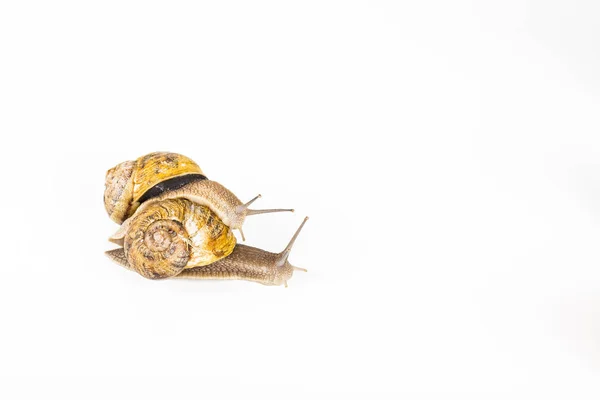 Jardim caracóis corrida no fundo branco — Fotografia de Stock