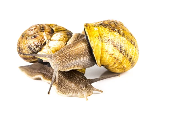 Üreme zamanında iki büyük kahverengi salyangozlar