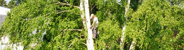 Mature male tree trimmer high in birch tree, 30 meters from ground, cutting branches with gas powered chainsaw and attached with headgear for safe job — Stock Photo, Image