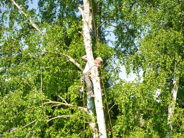Ώριμη αρσενικό χλοοτάπητα δέντρο υψηλή σε δέντρο σημύδας, 30 μέτρα από το έδαφος, κοπή υποκαταστήματα με αέριο τροφοδοτούμενο αλυσοπρίονο και επισυνάπτεται με καλύμματα κεφαλής για ασφαλή εργασία — Φωτογραφία Αρχείου