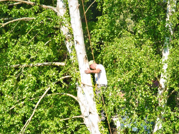 Pohon jantan dewasa trimmer tinggi di pohon birch, 30 meter dari tanah, memotong cabang dengan gergaji gas bertenaga dan melekat dengan tutup kepala untuk pekerjaan yang aman — Stok Foto