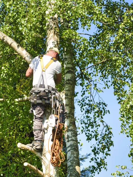 Olgun erkek ağaç düzeltici huş ağacı yüksek, yerden 30 metre, gaz lı testere ile dalları kesme ve güvenli iş için başlık ile bağlı