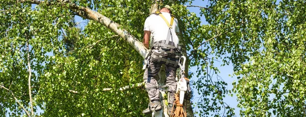 Olgun erkek ağaç düzeltici huş ağacı yüksek, yerden 30 metre, gaz lı testere ile dalları kesme ve güvenli iş için başlık ile bağlı