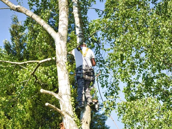 Olgun erkek ağaç düzeltici huş ağacı yüksek, yerden 30 metre, gaz lı testere ile dalları kesme ve güvenli iş için başlık ile bağlı — Stok fotoğraf