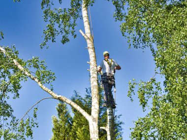 Mature male tree trimmer high in birch tree, 30 meters from ground, cutting branches with gas powered chainsaw and attached with headgear for safe job clipart
