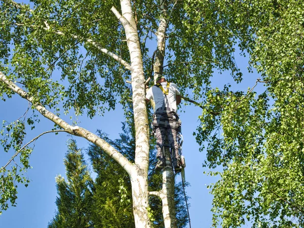 Mogna manliga träd trimmer hög i björk, 30 meter från marken, skära grenar med gasdriven motorsåg och fäst med huvudbonader för säkert jobb — Stockfoto