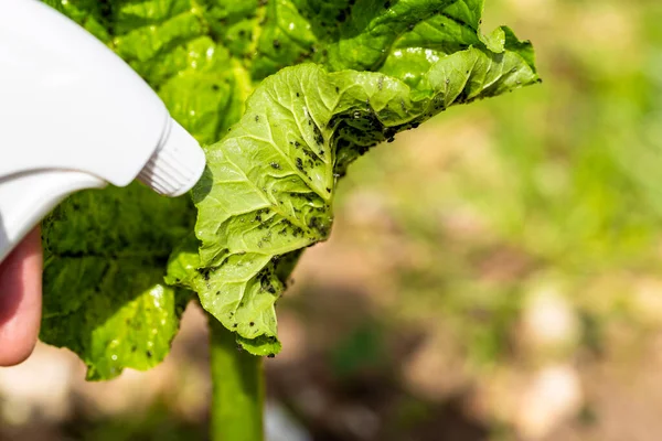 Rubarb bitkisine sprey sıkan bir kadın eli. Bir sürü siyah yaprak bitinden etkilenmiş. Su, yeşil sabun ve sirkeden yapılmış böcek ilacı kullanmadan..