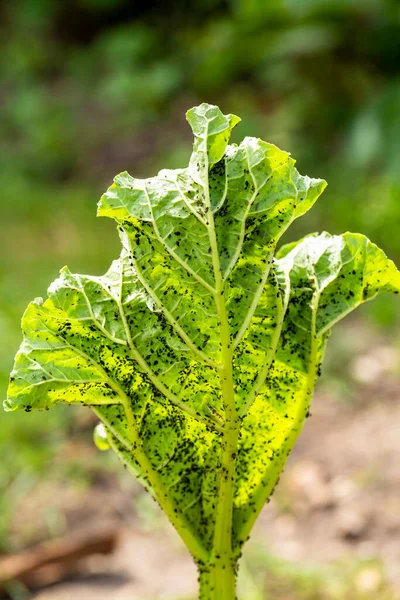 Hoja Planta Ruibarbo Infectada Por Muchos Pulgones Negros Macro Fotógrafo —  Fotos de Stock