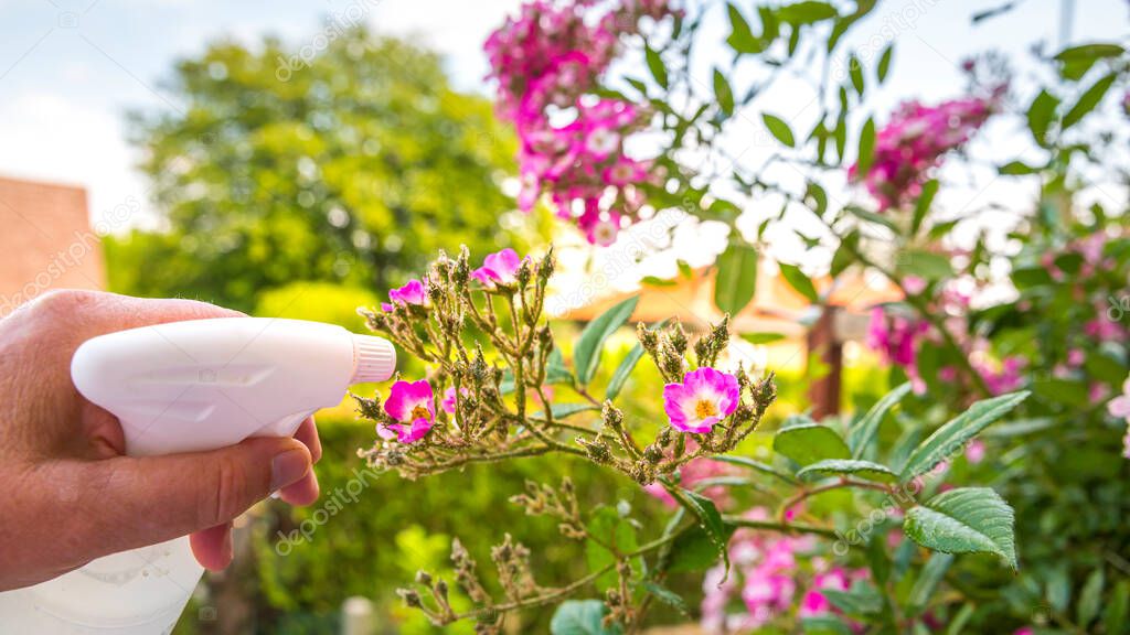 Woman hand using spray on rose plant with pink flower infected by many green aphids, at golden hour. Using no pesticide, made with water, green soap and vinegar