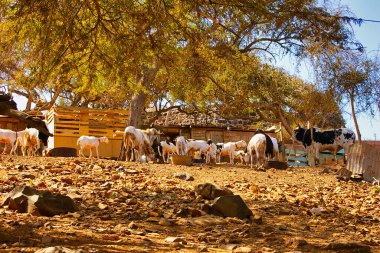 SENEGAL, AFRICA - Mart 2016, dolayısı ile. Hayvanların şehir merkezine park ettiği köydeki kırsal hayat manzarası. Ülkelerdeki fakir insanlar. Canlı renkler