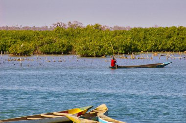 Senegal 'deki Mangrovlar, turistler için tekneyle gezmek için harika bir yer. Afrika