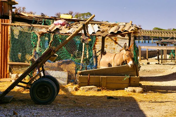 Senegal África Março 2016 Circa Cena Vida Rural Aldeia Com — Fotografia de Stock