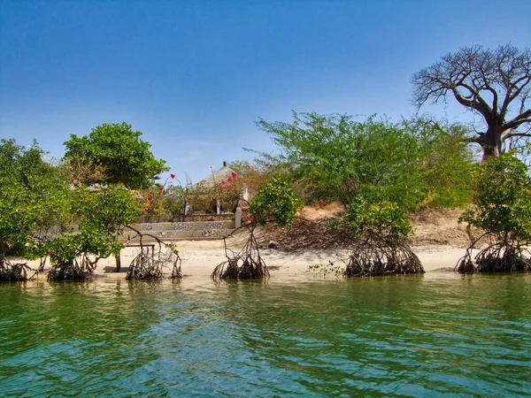 Mangroven Senegal Großartiger Ort Für Touristen Sie Mit Dem Boot — Stockfoto