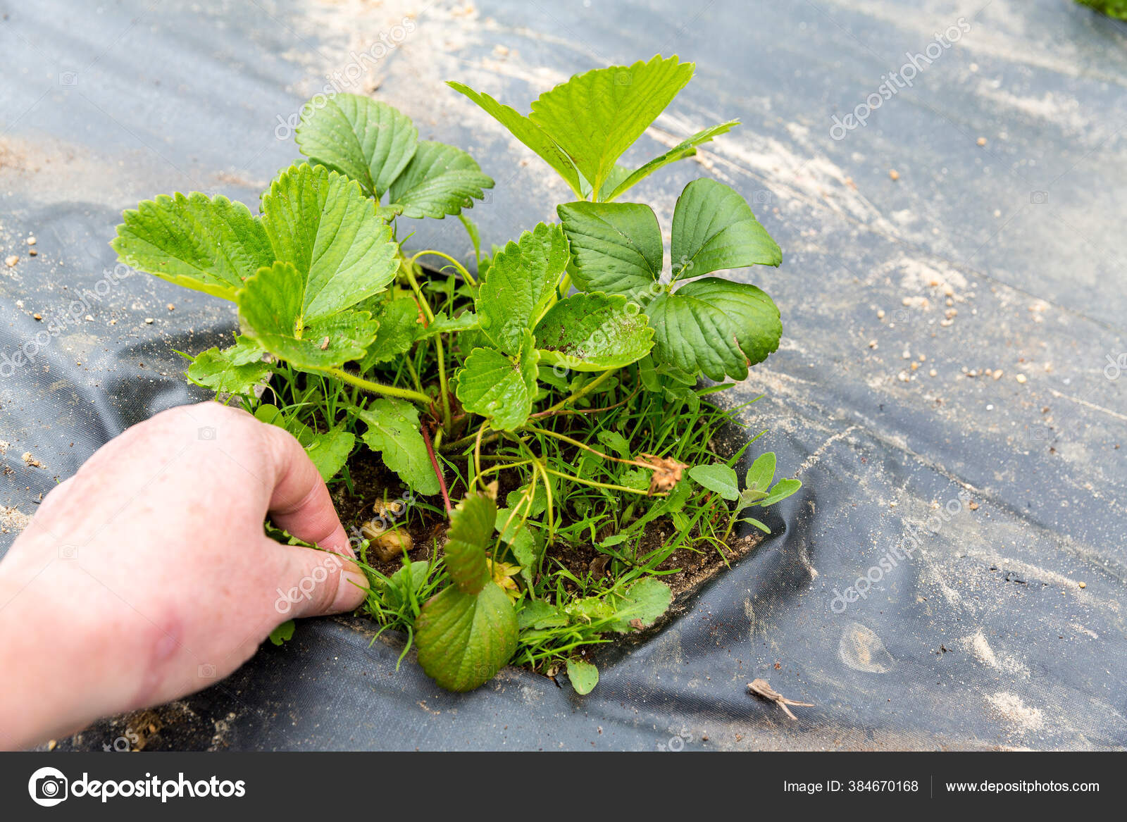 Hand Woman Staking Out Herb Weeds Strawberry Plant Need Clean — Stock