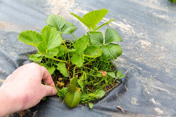 Mão Mulher Estocando Ervas Daninhas Planta Morango Preciso Limpá — Fotografia de Stock