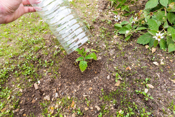 Small tomatoes plant in garden, with plastic bottle on it to protect from the frozen time, to help growing