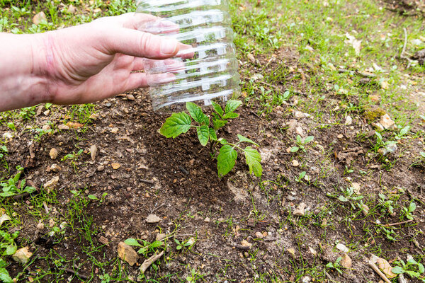 Small tomatoes plant in garden, with plastic bottle on it to protect from the frozen time, to help growing