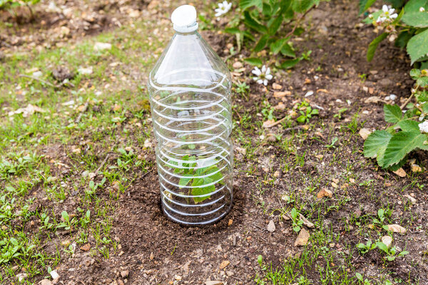 Small tomatoes plant in garden, with plastic bottle on it to protect from the frozen time, to help growing