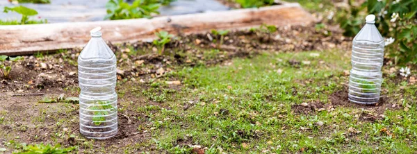 Små Tomater Trã Dgã Rden Med Plastflaska Den Att Skydda — Stockfoto