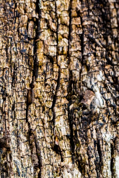 Contexte Bois Fissure Texturé Très Ancien Avec Des Lignes Ressources — Photo