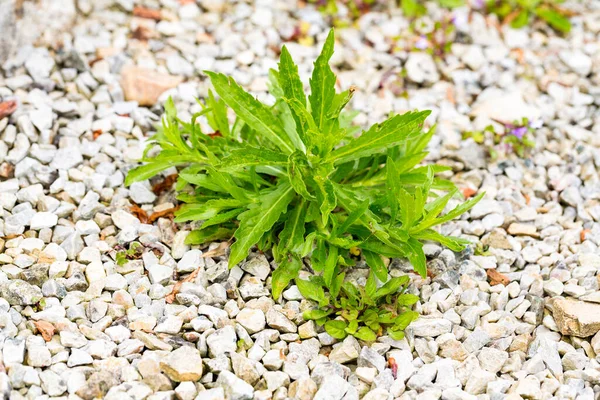 タンポポは屋外の床の石の中に雑草を植えます きれいにする必要がある — ストック写真